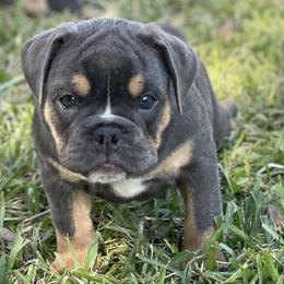 Sparkle - Olde English Bulldogge puppy in New Smyrna Beach, Florida from Boomers Bullies