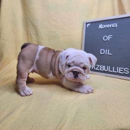 Dil - Red and white male Bulldog puppy in Hillsdale County, Michigan from KZ Bullies LLC