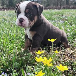 Sparrow - Red and white female Olde English Bulldogge puppy in Camdenton, Missouri from Mule Pool Olde English Bulldogges