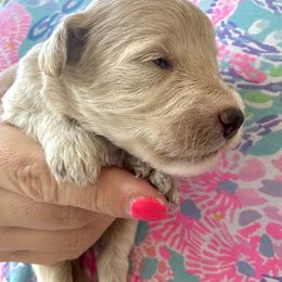 Goldendoodle Puppies from Native Ranch Puppies