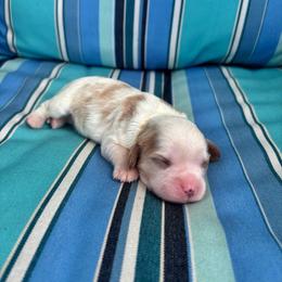 Toby - Blenheim male Cavalier King Charles Spaniel puppy in Avalon Beach, Florida from Cavaliers of Avalon