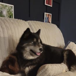 Siberian Husky All Grown Up from Velaris Huskies