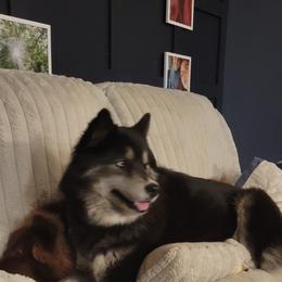 Siberian Husky All Grown Up from Velaris Huskies