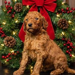 Boy 1 - Red  male Poodle puppy in Mc Henry, Illinois from Sunset Maple Poodles