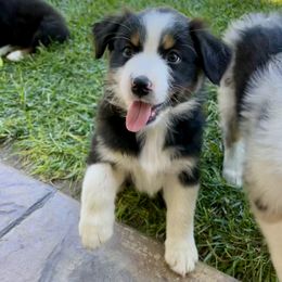 Miss V - Black tri-color female Australian Shepherd puppy in Paso Robles, California from DeClue Ranch Australian Shepherds