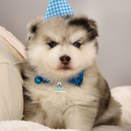Bluebird's Tiger - Merle male Pomsky puppy in Princeton, Minnesota from Bluebird House of Pomsky