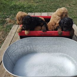 Labradoodle Puppies from Sakura Pups