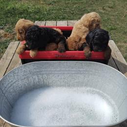 Labradoodle Puppies from Sakura Pups