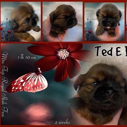 Shih Tzu Puppies from Mtn Top Royal Shih Tzu