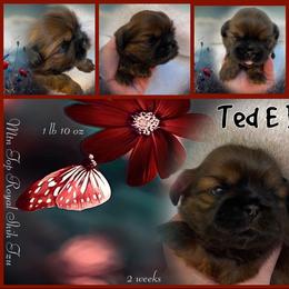 Shih Tzu Puppies from Mtn Top Royal Shih Tzu