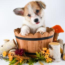 Aspen - Red male Pembroke Welsh Corgi puppy in San Antonio, Texas from Moxxi's Legacy Corgis