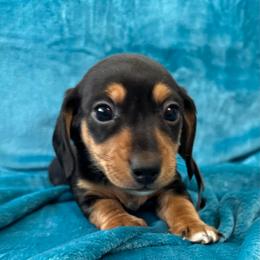 Baxter - Black and tan male Dachshund puppy in Memphis, Tennessee from River City Doxies