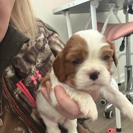 Sandy - Blenheim female Cavalier King Charles Spaniel puppy in Richmond, Virginia from Dream it Cavs