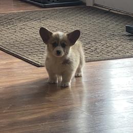 Max - Red male Pembroke Welsh Corgi puppy in Urbana, Ohio from Edgewood Farm and Kennel