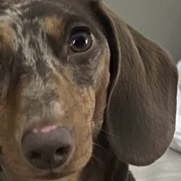 Mocha - Dachshund