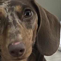 Mocha - Dachshund