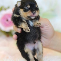 Kenai - Black and tan male Pomeranian puppy in Sacramento, California from My Precious Poms