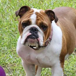 Bulldogs and French Bulldogs from Bouquet Bulldogs