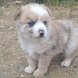 Merle Boy - Merle male Pomsky puppy in Fairbanks, Alaska from Arctic Kennels (Pomskies, Akitas & Shibas)