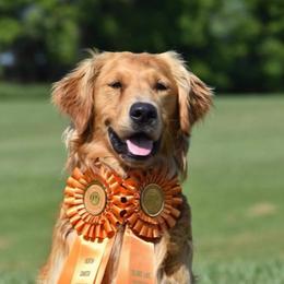 Riot - Golden Retriever