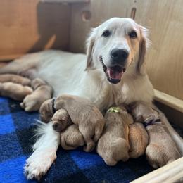 Golden Retriever Puppies from Golden Poppy Retrievers