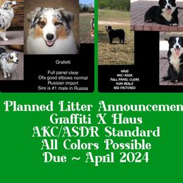 Grafetti - Australian Shepherd