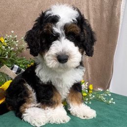 Phoenix - male Australian Mountain Doodle puppy in Seymour, Missouri from D and D’s Dandy Doodles