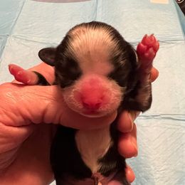 Phoebe-aqua collar - Black and white female Shih Tzu puppy in Mays Landing, New Jersey from Fancy Paws Shorkies & Shih Tzus