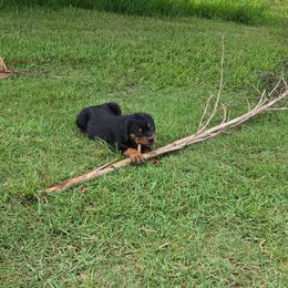 Yellow collar - Black and mahogany female Rottweiler puppy in Cocoa, Florida from Space Coast Rottweilers