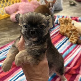 Long coat boy - Black sabled fawn male Chihuahua puppy in Summerfield, Florida from Uey’s Chihuahuas