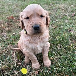 Yellow - Golden male Golden Retriever puppy in Mount Carmel, Tennessee from HS Goldens
