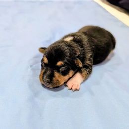 Janet - Black tan and white female Rat Terrier puppy in Jerusalem, Ohio from Twin Hickory Ranch