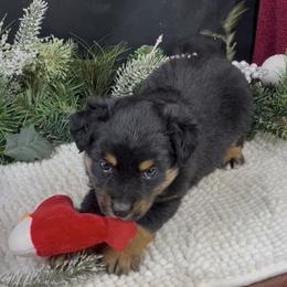 Eastwood - Black tri male Miniature Australian Shepherd puppy in Granbury, Texas from Texas Miniature Aussies