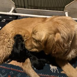 Tri Color Boy - male Golden Mountain Dog puppy in Loveland, Colorado from Grateful Bernese & Gage's Goldens