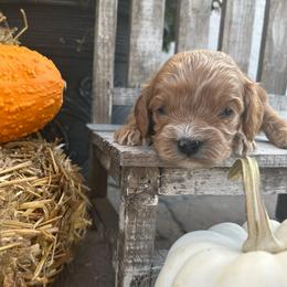 Boy 2 green - Apricot male Cavapoo puppy in Orion, Illinois from Poppy Garden Doodles
