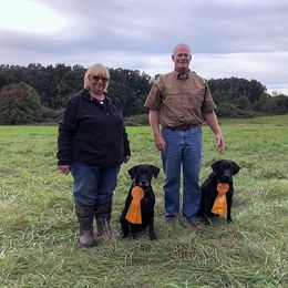 Labrador Retriever All Grown Up from Pleasant Pine Labrador Retrievers