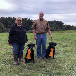 Labrador Retriever All Grown Up from Pleasant Pine Labrador Retrievers