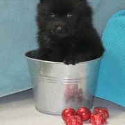 Schipperke and Siberian Husky Puppies from Yuki Ookami Show Kennel