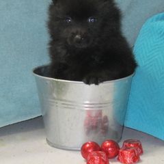 Schipperke and Siberian Husky Puppies from Yuki Ookami Show Kennel