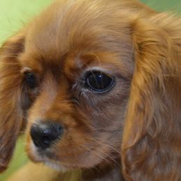 Alfred - Blenheim male Cavalier King Charles Spaniel puppy in Townville, South Carolina from Mid Lake Cavaliers