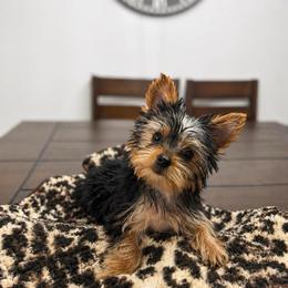 Olivia - Blue and gold female Yorkshire Terrier puppy in Daleville, Indiana from Monarch Yorkshire Terriers