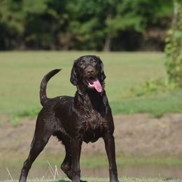 Labrador Retriever All Grown Up from Champion Retrievers