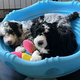 Bernedoodle Puppies from Lovey Dovey Bernedoodles