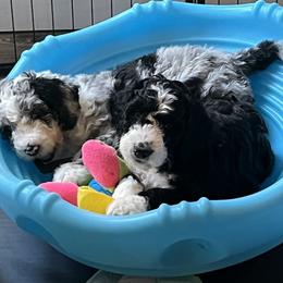 Bernedoodle Puppies from Lovey Dovey Bernedoodles