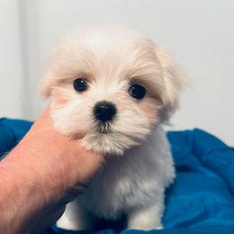 Small Boy - White and tan male Maltese puppy in Nuevo, California from Validian Maltese