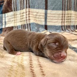 Douglas - Red tri male Miniature Australian Shepherd puppy in Sandy Hook, Kentucky from RidgeTop Aussies