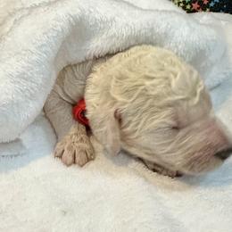 Romeo red collar - Goldendoodle puppy from Standard Goldendoodle and Doodles
