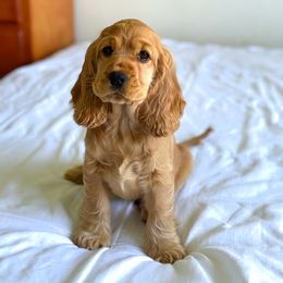 Border Collie and English Cocker Spaniel Puppies from The art of breeding