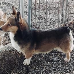 Zeke - Pembroke Welsh Corgi