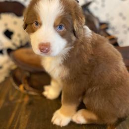 Australian Shepherd and Miniature Australian Shepherd Puppies from Aussie Trail Farms